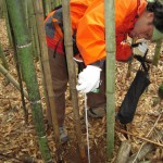 Harvesting bamboo in Kumamoto