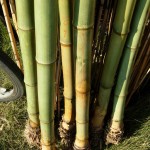 Bamboo from Kumamoto