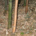 Nagano bamboo