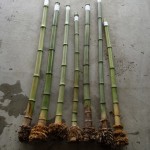 Bamboo freshly harvested in Nagano in 2013