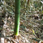 Nagano bamboo