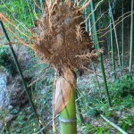 Bamboo harvested in Nagano