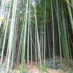 Nagano bamboo grove